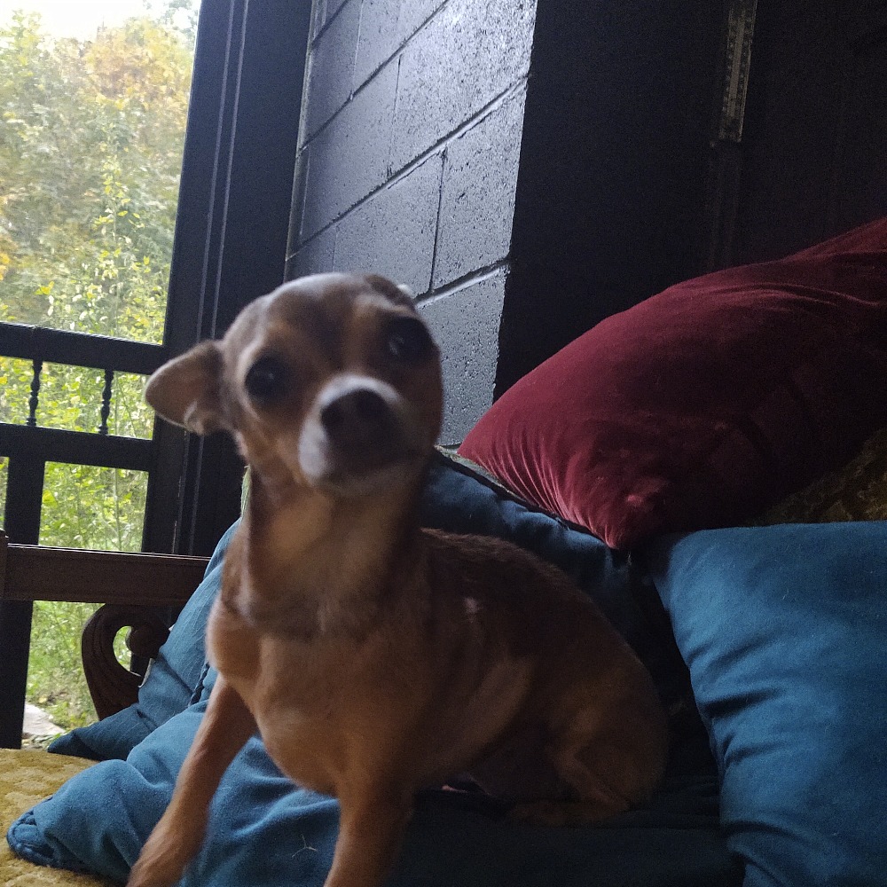 Meet your Posher, Lisa